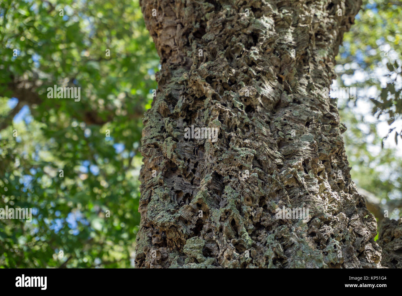 Sbucciate quercia da sughero (Quercus suber), Olbia-Tempio, Gallura Sardegna, Italia, mare Mediterraneo, Europa Foto Stock