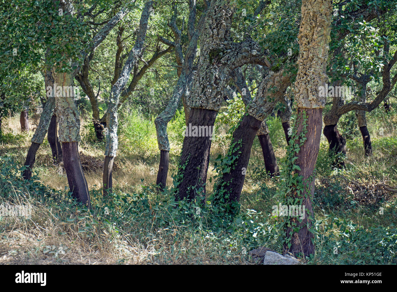 Sbucciate quercia da sughero (Quercus suber), Olbia-Tempio, Gallura Sardegna, Italia, mare Mediterraneo, Europa Foto Stock