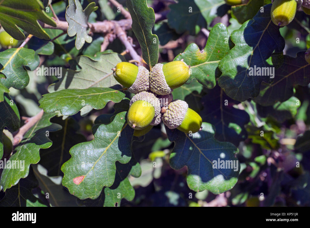 Acorn con cupule della quercia da sughero (Quercus suber), Olbia-Tempio, Gallura Sardegna, Italia, mare Mediterraneo, Europa Foto Stock