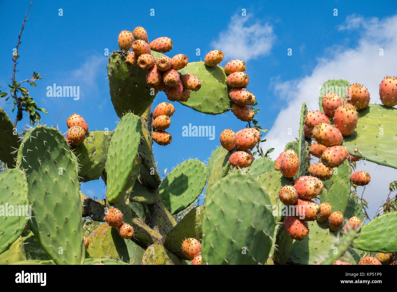 Fichidindia (Opuntia ficus-indica), Olbia-Tempio, Gallura Sardegna, Italia, mare Mediterraneo, Europa Foto Stock