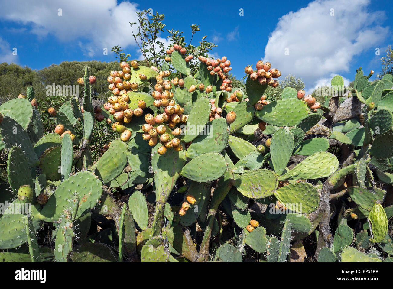 Fichidindia (Opuntia ficus-indica), Olbia-Tempio, Gallura Sardegna, Italia, mare Mediterraneo, Europa Foto Stock