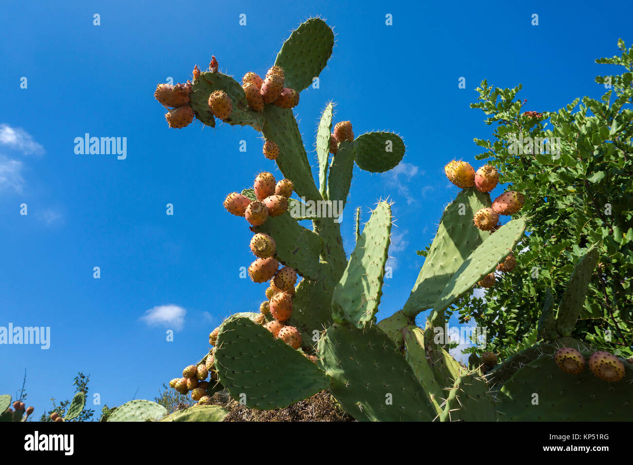 Fichidindia (Opuntia ficus-indica), Olbia-Tempio, Gallura Sardegna, Italia, mare Mediterraneo, Europa Foto Stock