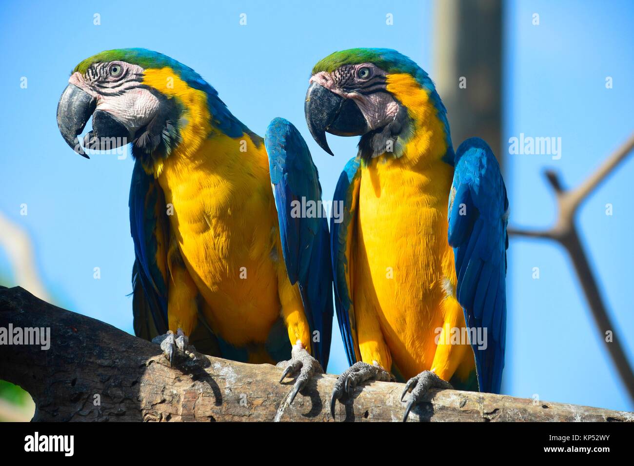 Pappagalli Macaw,Aviario National de Colombia,Isla Baru, Colombia, America del Sud. Foto Stock