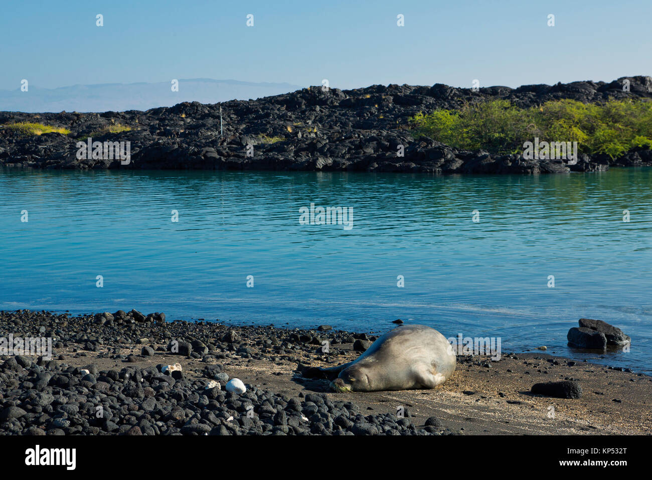 Un Hawaiiano Foca Monaca (Monachus schauinslandi) resto in una laguna sulla Big Island delle Hawaii. Stati Uniti d'America Foto Stock