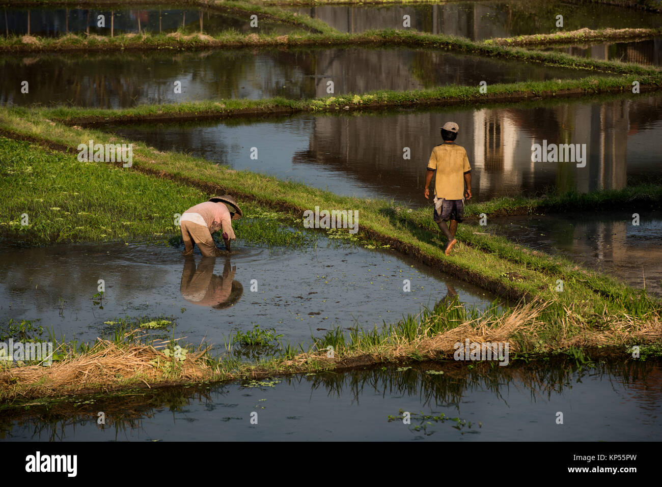 Tegallalang terrazze di riso, Ubud, Bali, Indonesia Foto Stock