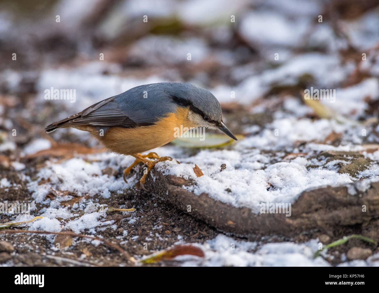 Picchio muratore alla ricerca di cibo su una coperta di neve la terra. Foto Stock