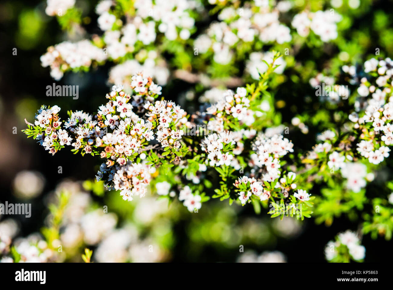 Fiori e foglie di Manuka (Leptospermum scoparium). Foto Stock