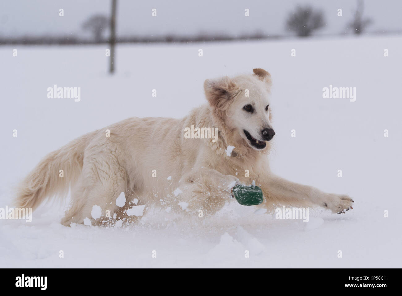 Un golden retriever che indossa un bootie su uno scarsamente piedi giocare nella neve nel Hertfordshire, Inghilterra. Foto Stock