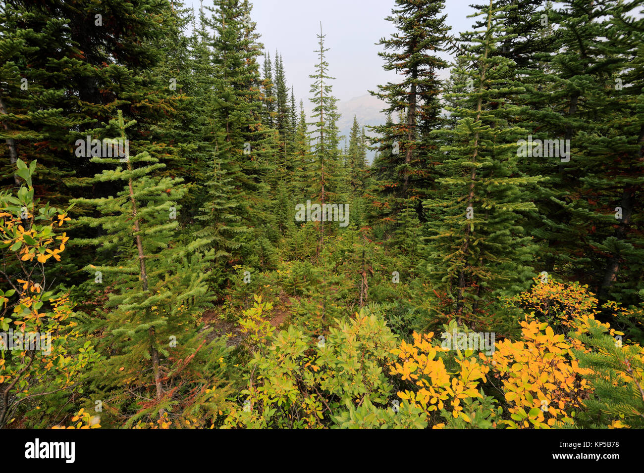 Alberi di pino presso il Lago Peyto, Route 93, Icefields Parkway, il Parco Nazionale di Banff, Sito Patrimonio Mondiale dell'UNESCO, montagne rocciose, Alberta, Canada. Foto Stock