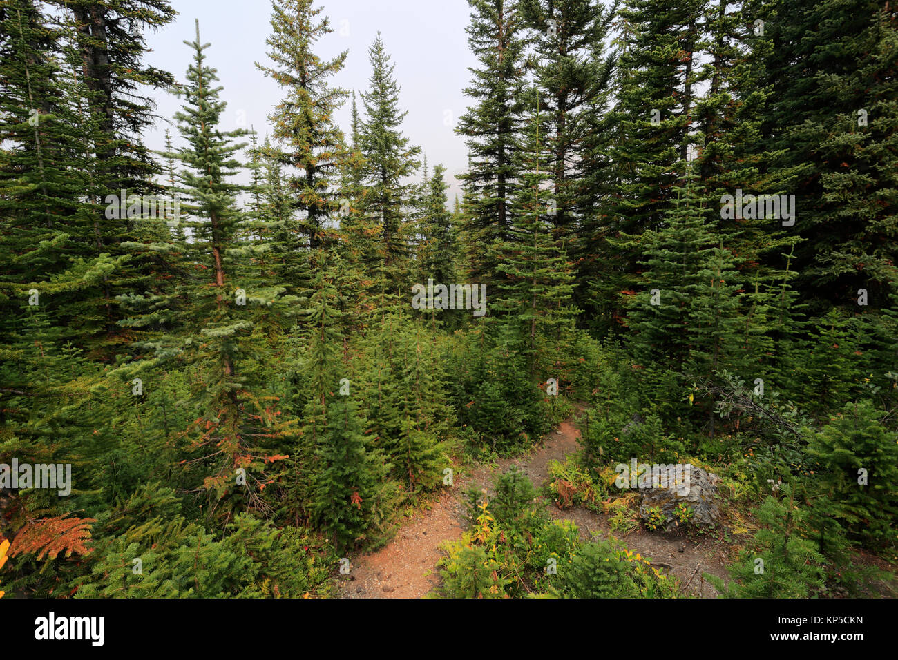 Alberi di pino presso il Lago Peyto, Route 93, Icefields Parkway, il Parco Nazionale di Banff, Sito Patrimonio Mondiale dell'UNESCO, montagne rocciose, Alberta, Canada. Foto Stock
