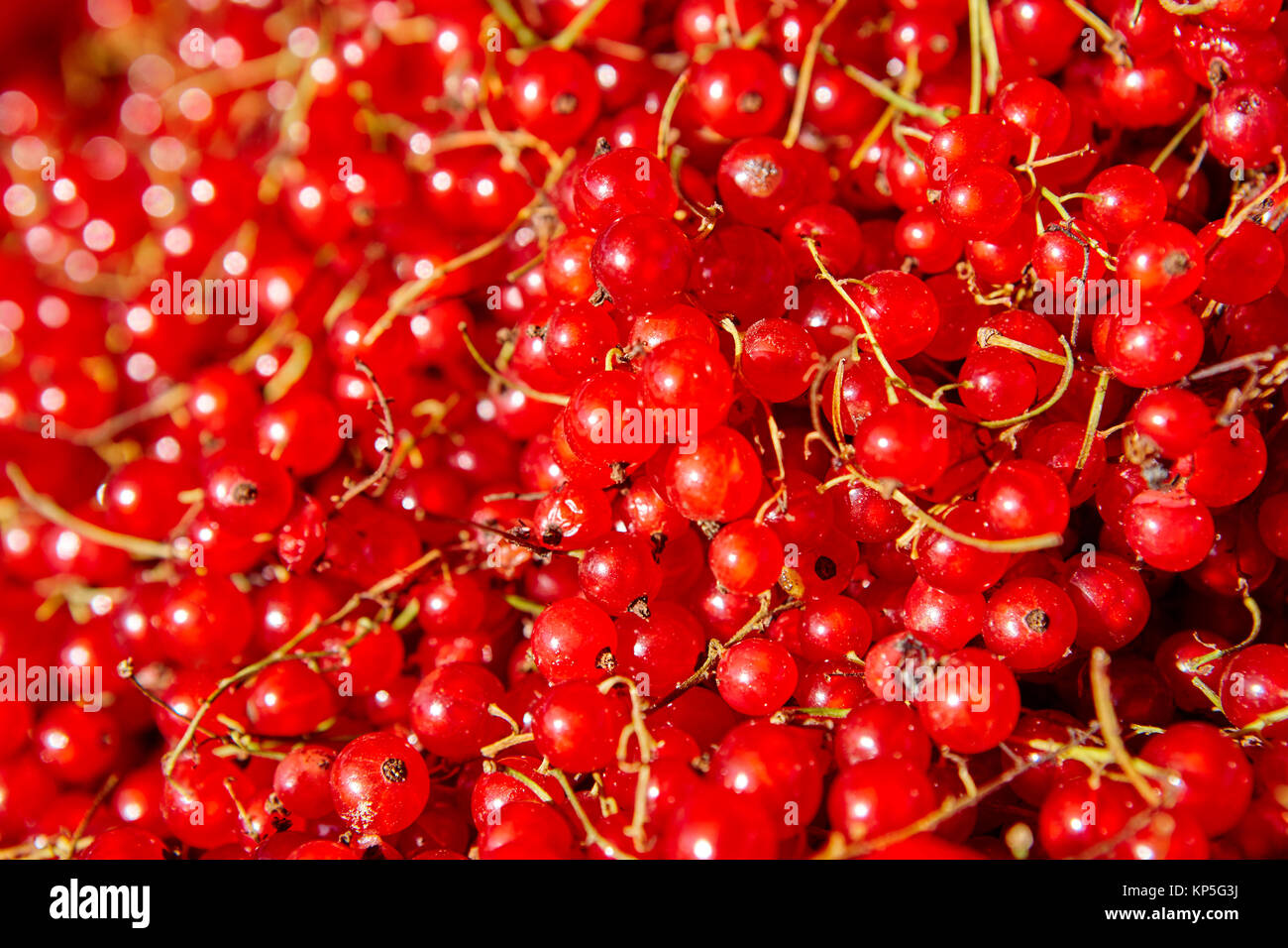 Rosso selvatico frutti berrys dettaglio. Cibo sano e background. Finlandia Foto Stock