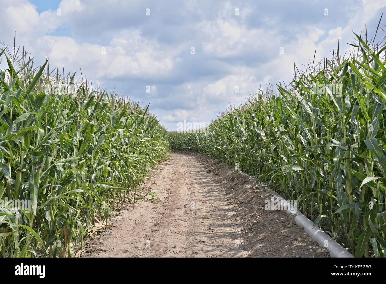 Piccola strada passando attraverso un campo di mais con filari di mais su ciascun lato Foto Stock