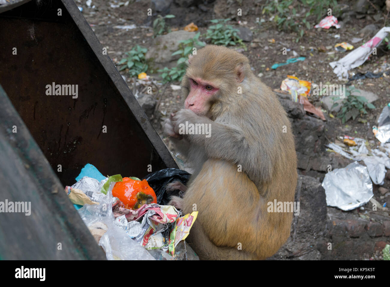 Macaco Rhesus monkey cibo che assorbe dal cassonetto in Mcleod Ganj, India Foto Stock