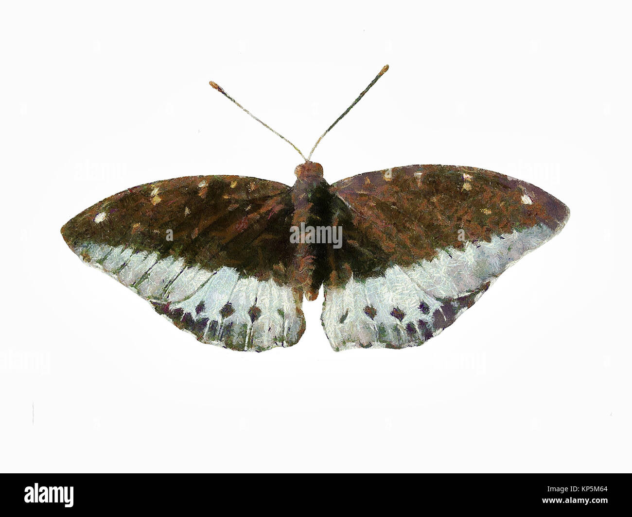 Trasformare la farfalla dipinta da design a farfalla Foto Stock
