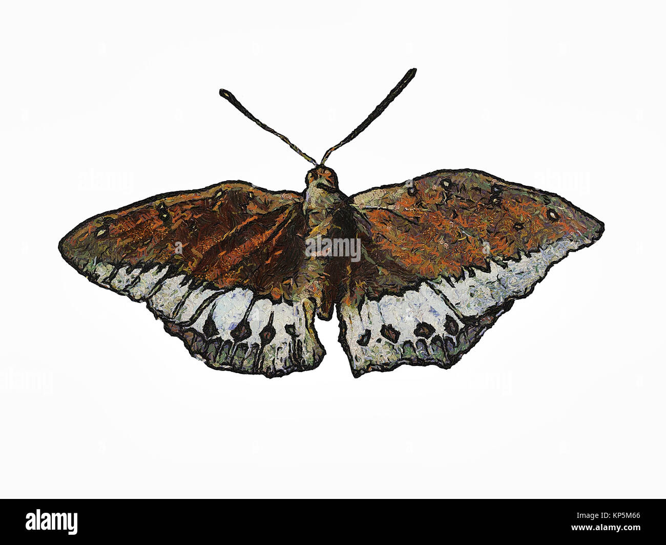 Trasformare la farfalla dipinta da design a farfalla Foto Stock