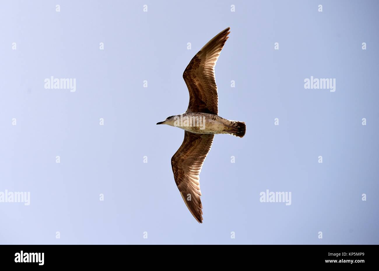Seagull in volo, Algarve, Portogallo. Foto Stock