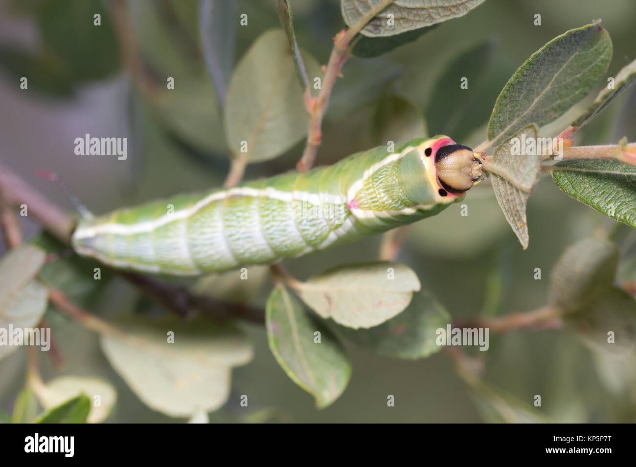 Puss Moth larva (Cerura vinula) quinto instar scrub su Willow. Surrey, Regno Unito. Foto Stock