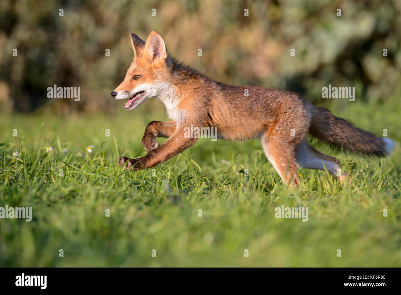 Rotfuchs, giovani Red Fox in esecuzione Foto Stock