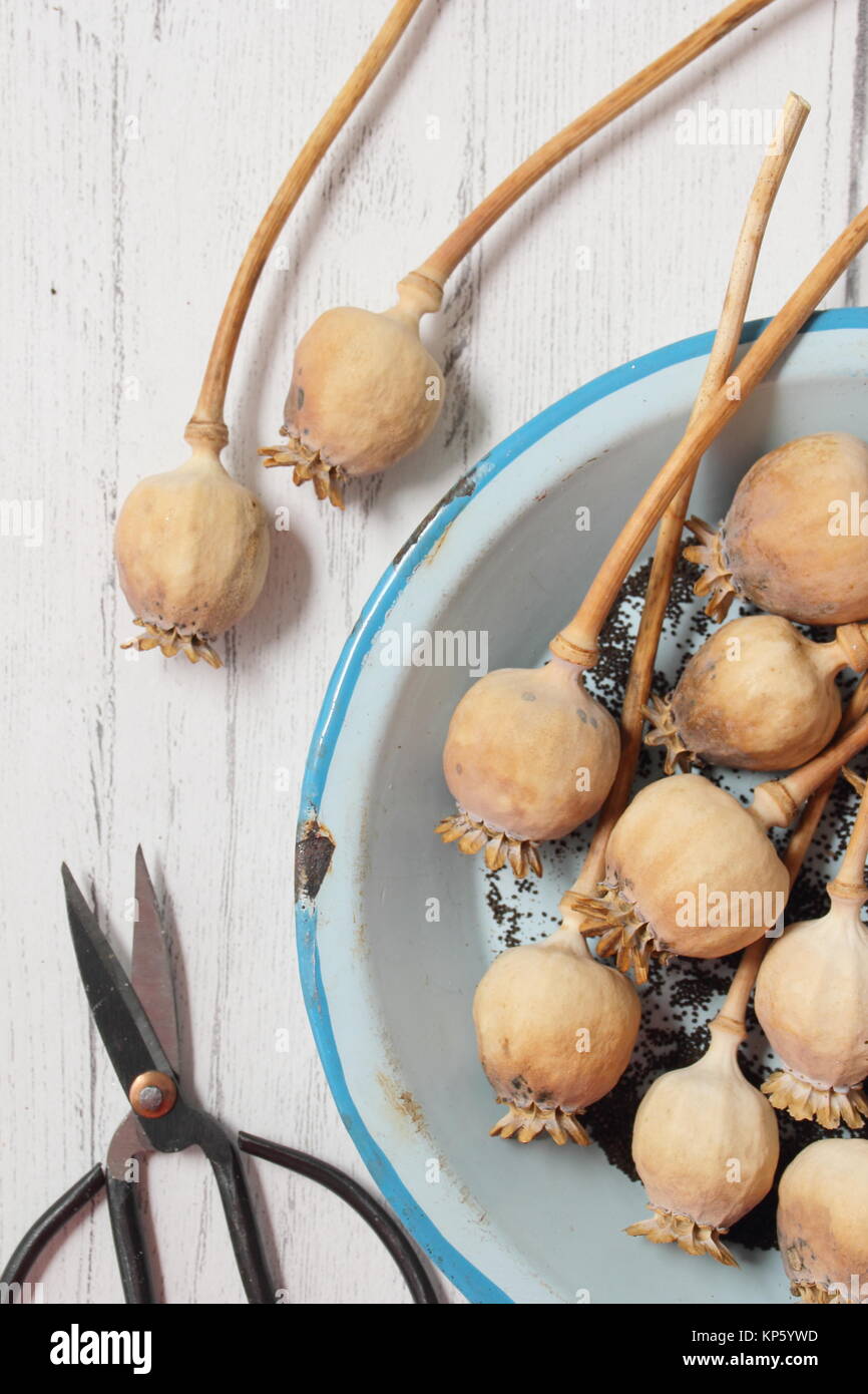 La raccolta di semi da essiccato di teste di seme delle piante ornamentali papavero (Papaver somniferum) in smalto blu piatto, REGNO UNITO Foto Stock