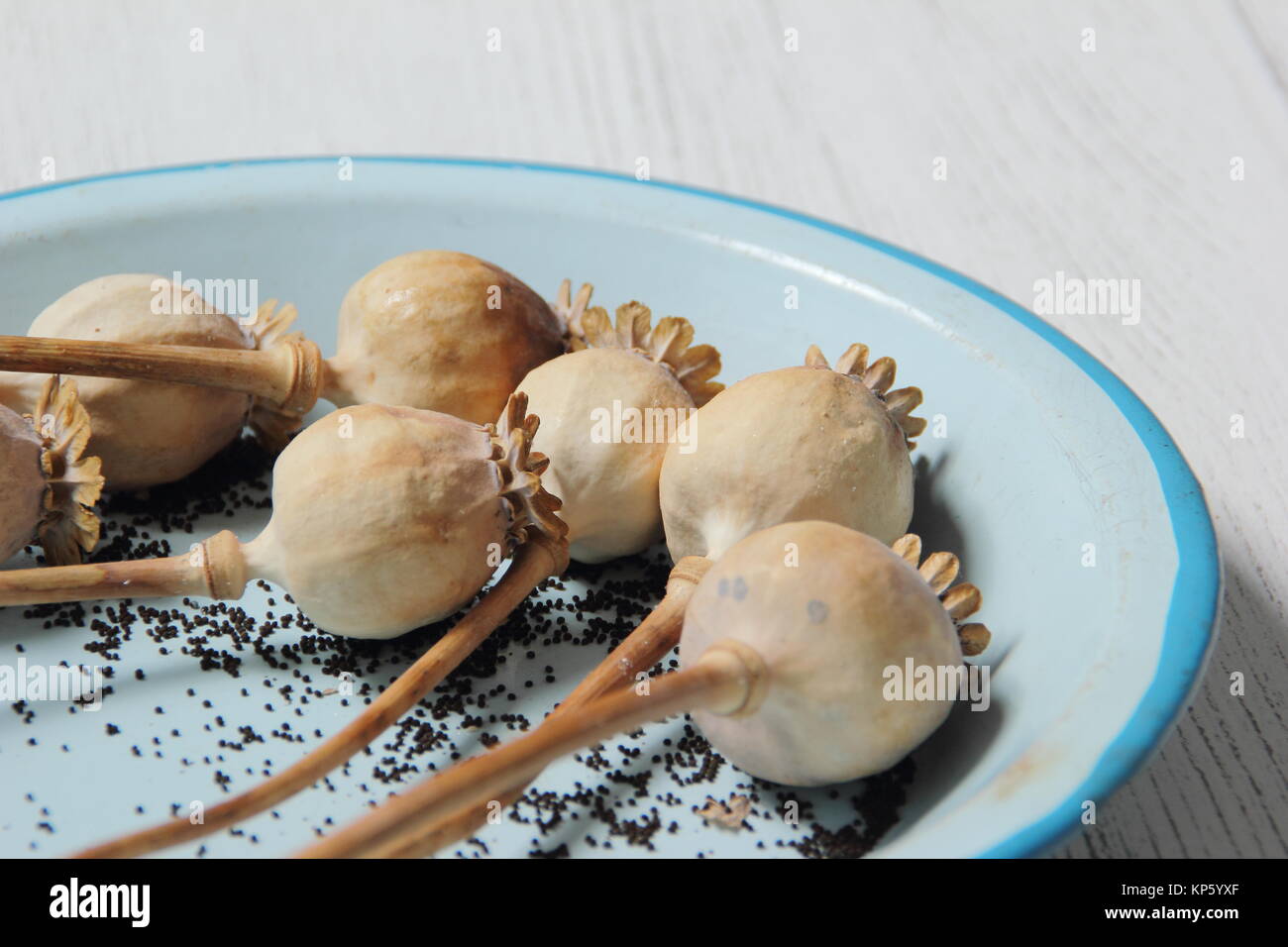 La raccolta di semi da essiccato di teste di seme delle piante ornamentali papavero (Papaver somniferum) in smalto blu piatto, REGNO UNITO Foto Stock