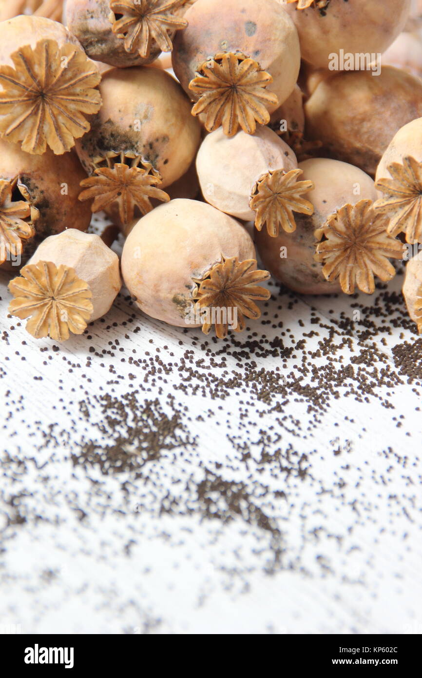 Seme essiccato teste e fuoriuscita di semi delle piante ornamentali papavero (Papaver somniferum), raccolte da un inglese gardeen, REGNO UNITO Foto Stock