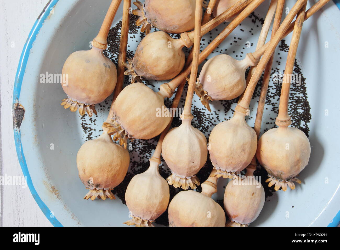 La raccolta di semi da essiccato di teste di seme delle piante ornamentali papavero (Papaver somniferum) in smalto blu piatto, REGNO UNITO Foto Stock