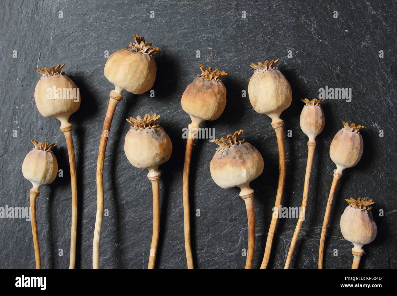 Teste di semi di papavero. Teste di mare sognate di Papaver somniferum su sfondo ardesia. REGNO UNITO Foto Stock