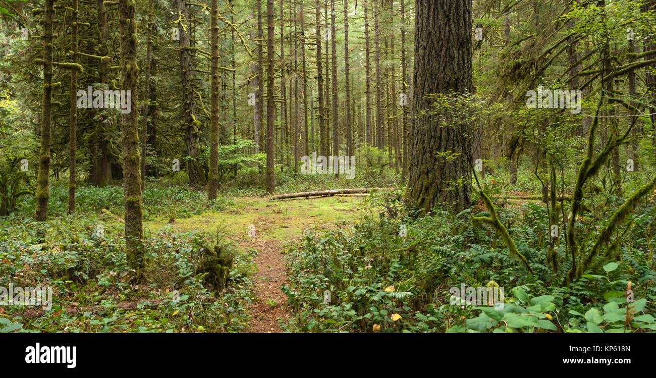 Sentiero forestale Area boschiva lanca Parco Regionale di Oregon Foto Stock