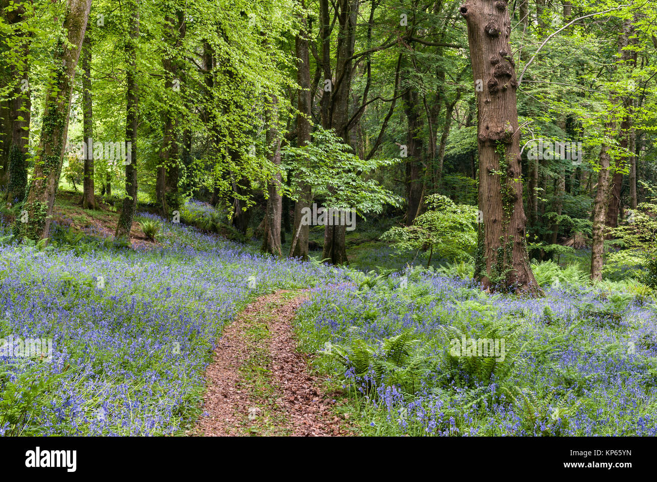 Giardino Tregrehan, Par, Cornwall, Regno Unito. In primavera la Woodland Garden è riempito con bluebells Foto Stock