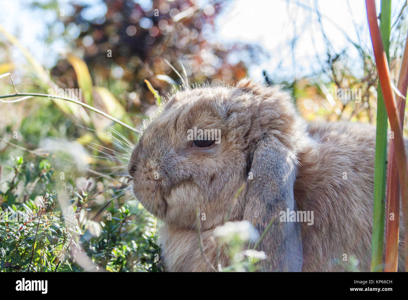 Un conigli domestici seduti in giardino Foto Stock