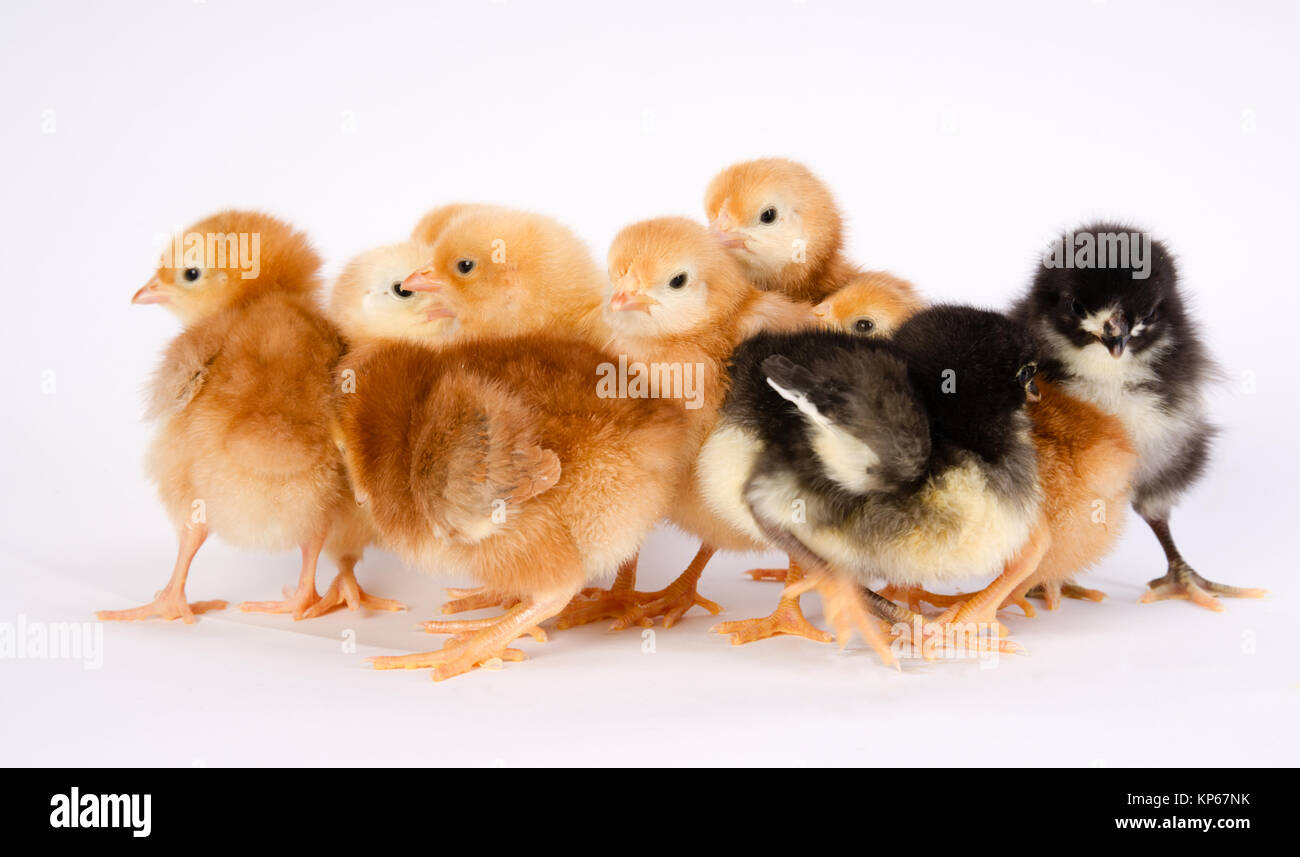 Pulcino di bambino neonato Farm polli Australorp Rhode Island red Foto Stock