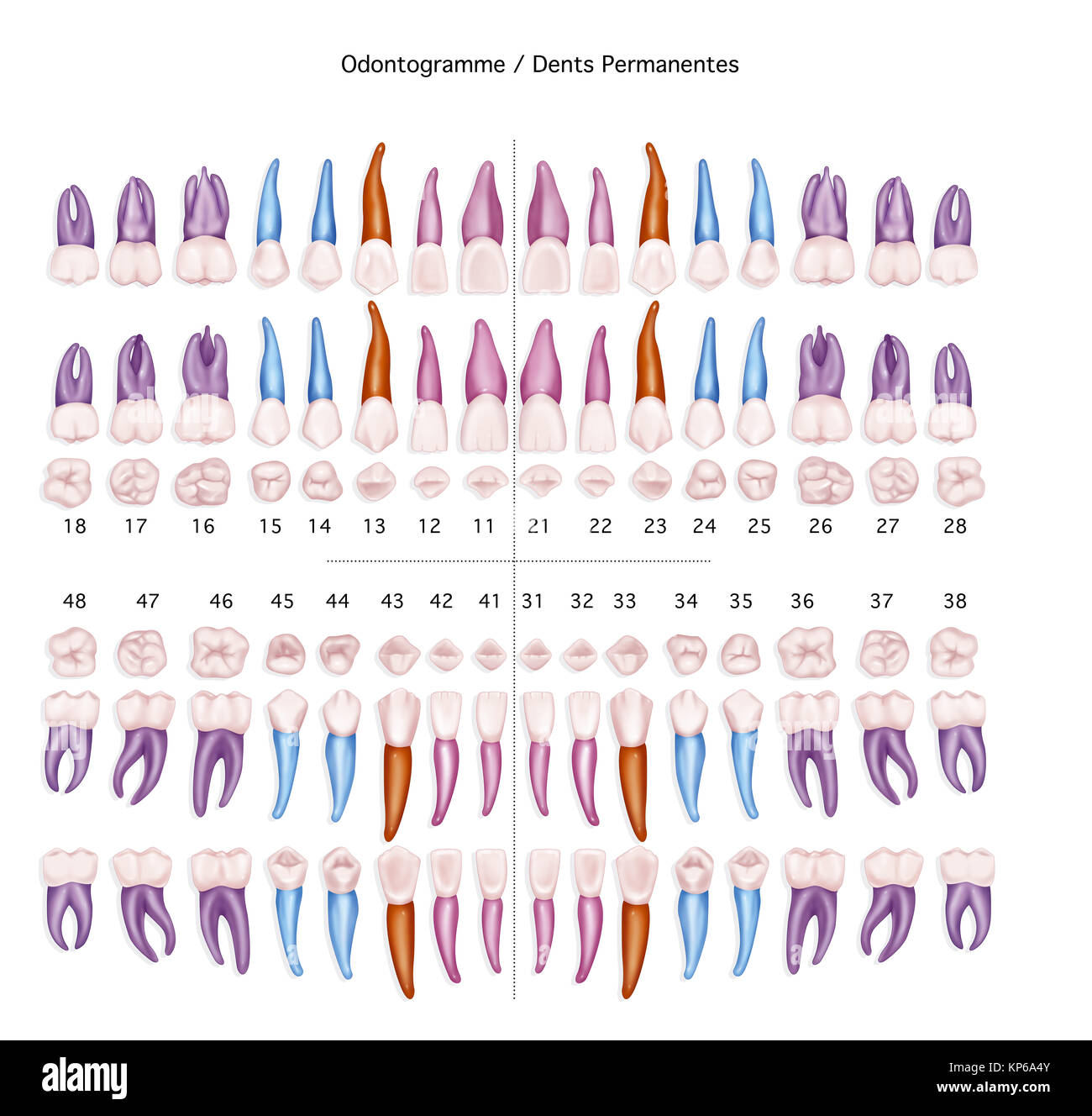 Dente, illustrazione Foto Stock