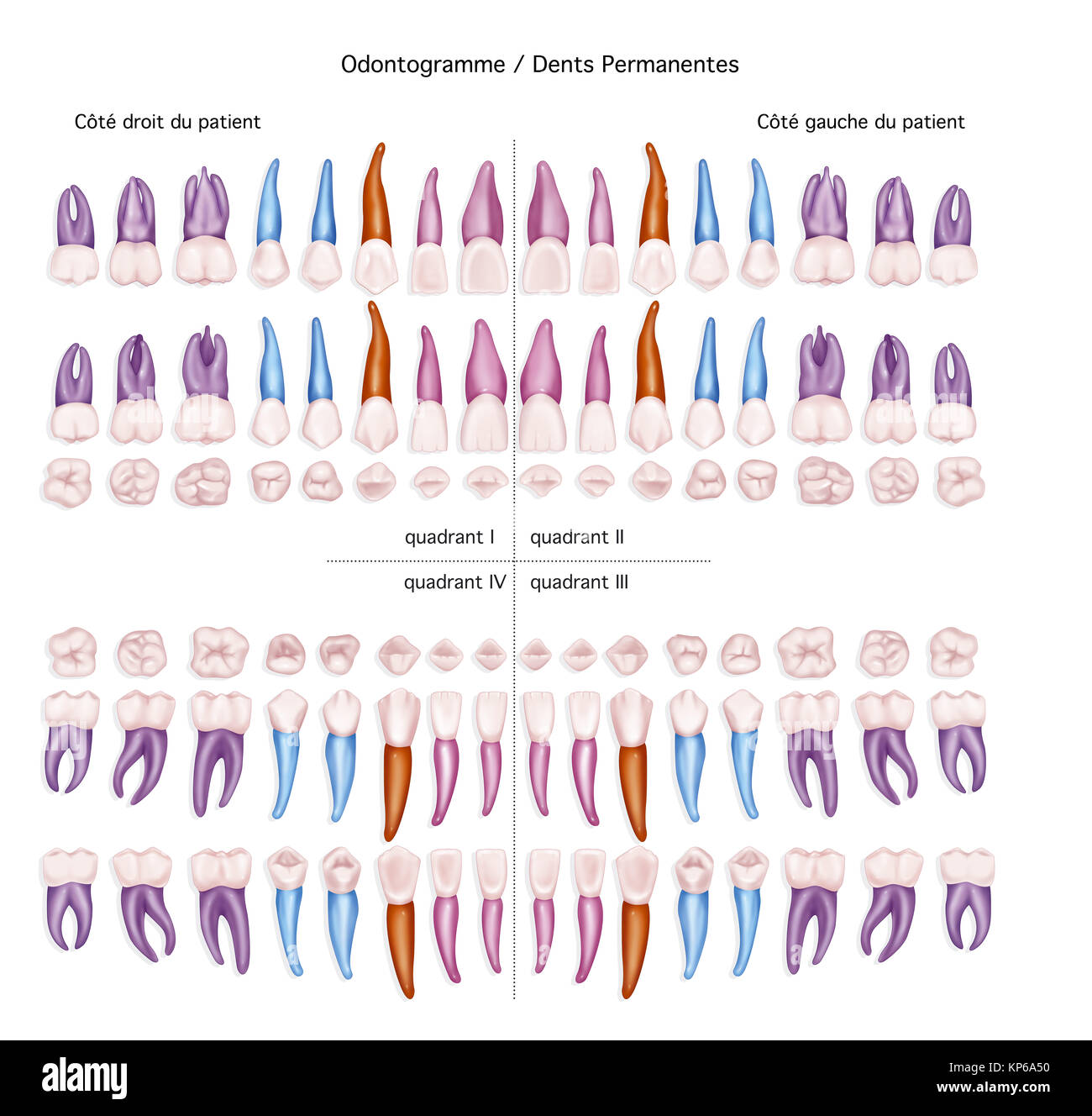 Dente, illustrazione Foto Stock