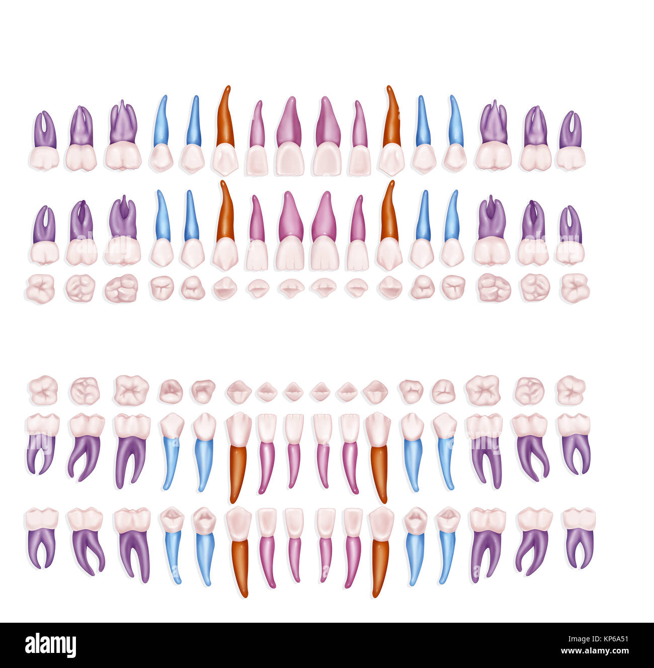 Dente, illustrazione Foto Stock