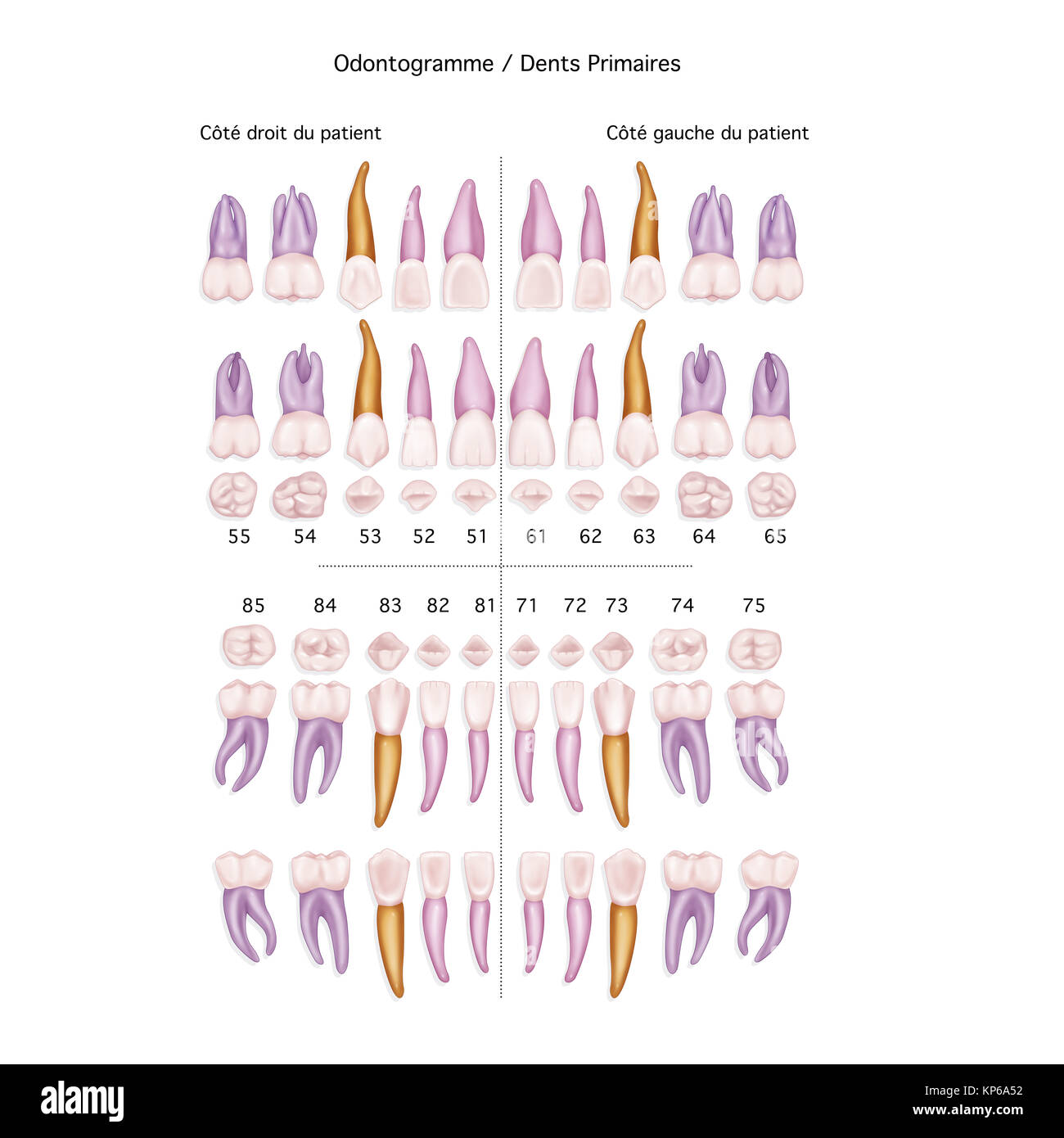 Dente, illustrazione Foto Stock