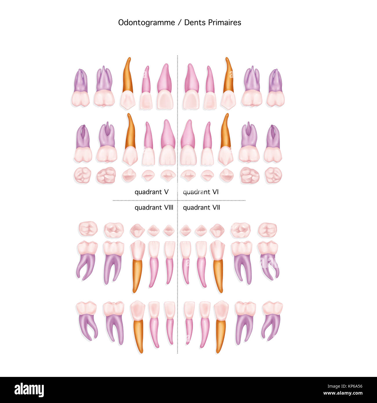 Dente, illustrazione Foto Stock