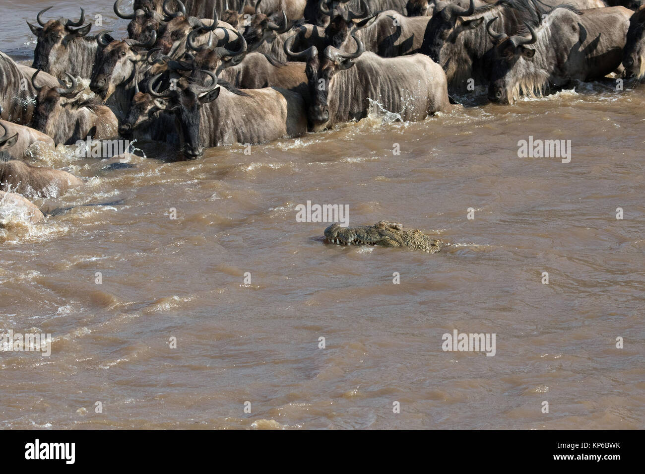 Masai Mara riserva nazionale. Allevamento di migrazione di GNU (Connochaetes taurinus) Attraversamento fiume di Mara. Kenya. Foto Stock