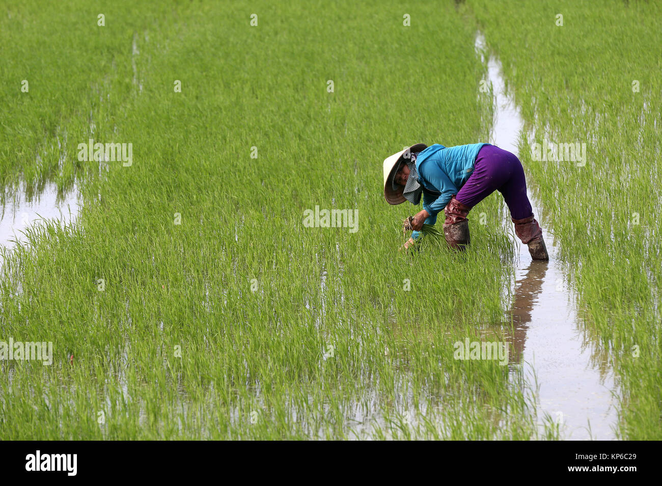 L'agricoltore vietnamita lavorando nel suo campo di riso. Il trapianto di giovani di riso. Hoi An. Il Vietnam. Foto Stock