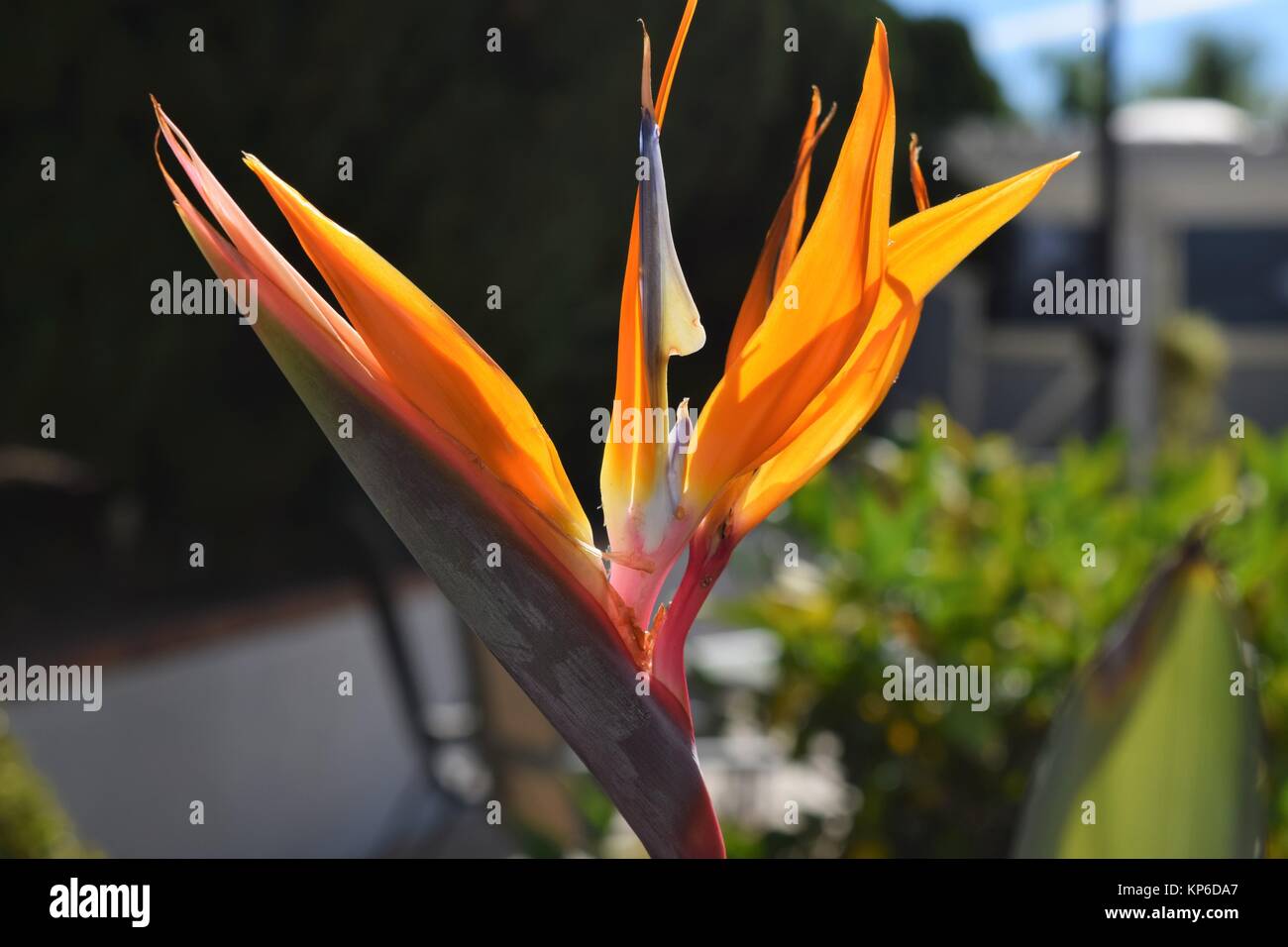 Close Up di uccello del paradiso fiore in giardino Foto Stock