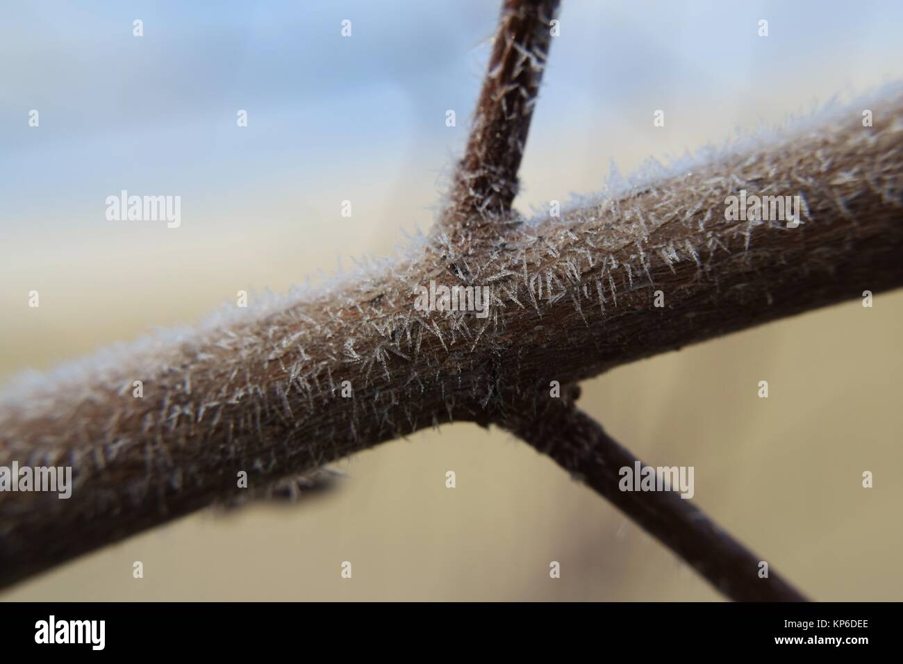 Close up della mattina la brina sul ramo di albero Foto Stock