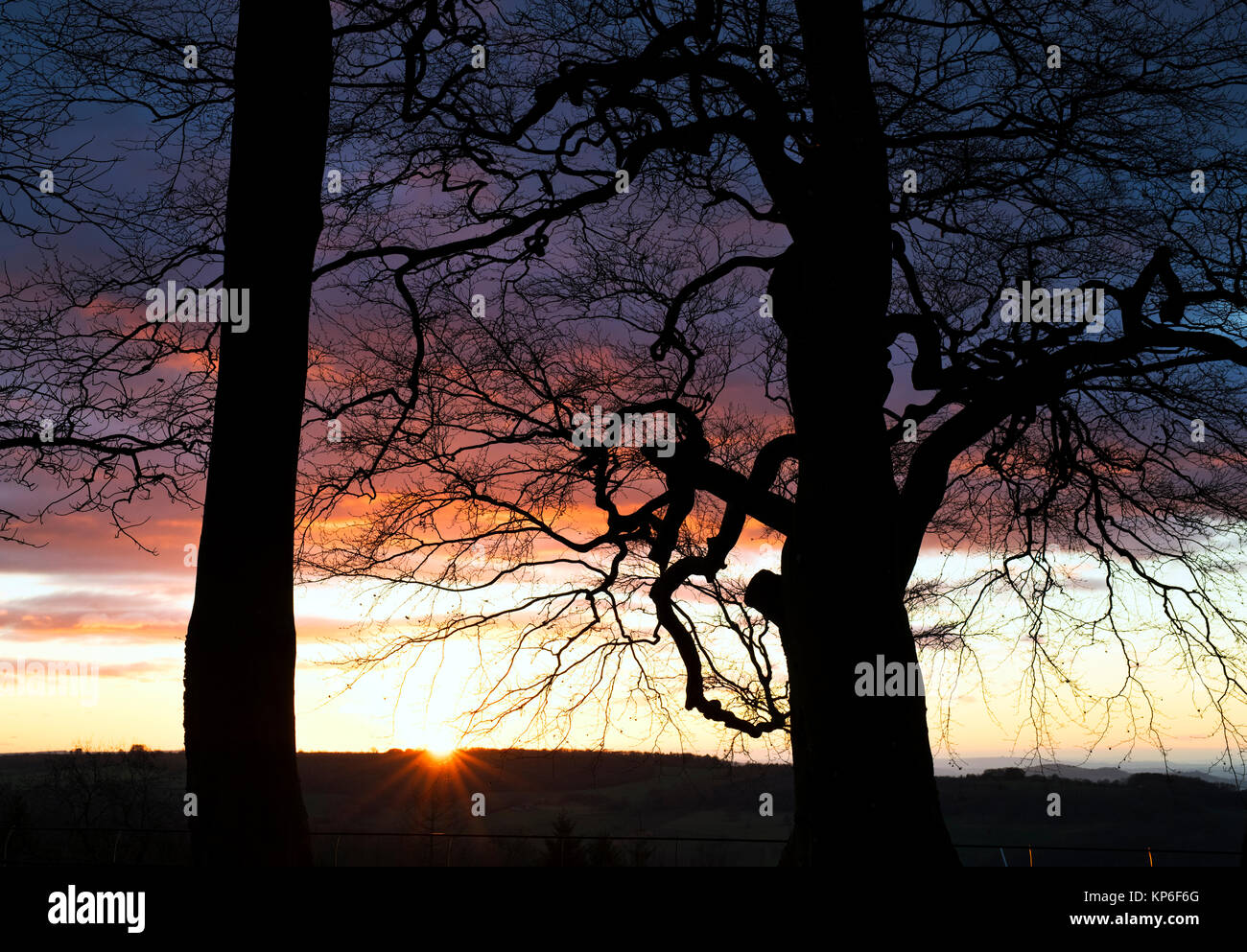 Silhouette di struttura ad albero al tramonto nel tardo autunno. Broadway, Cotswolds, Worcestershire, Inghilterra Foto Stock