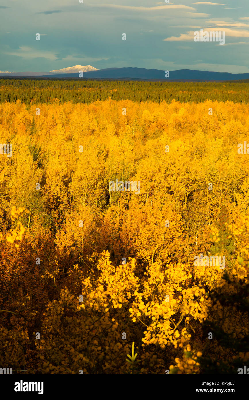 Foglie di giallo riempire Tanana River Valley sotto le montagne Denali Alaska Foto Stock