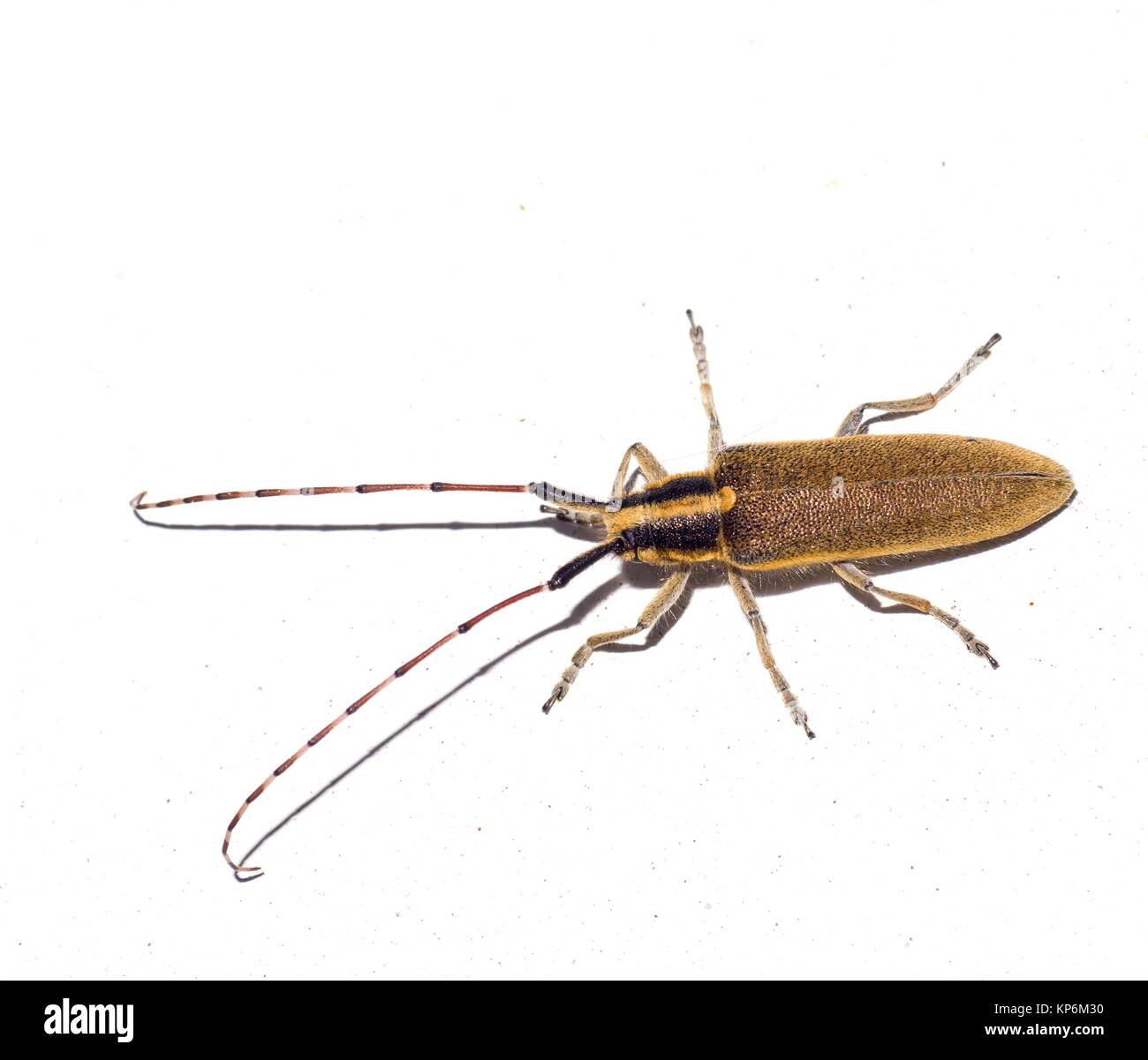 Giallo e marrone scarabeo. Coleoptera. Un insetto. Arthropoda. Macro. Foto Stock