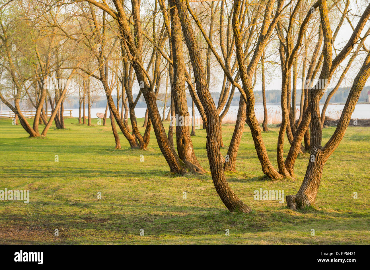 Un gruppo di alberi su una riva di un fiume in serata calda luce durante il tramonto. Foto Stock