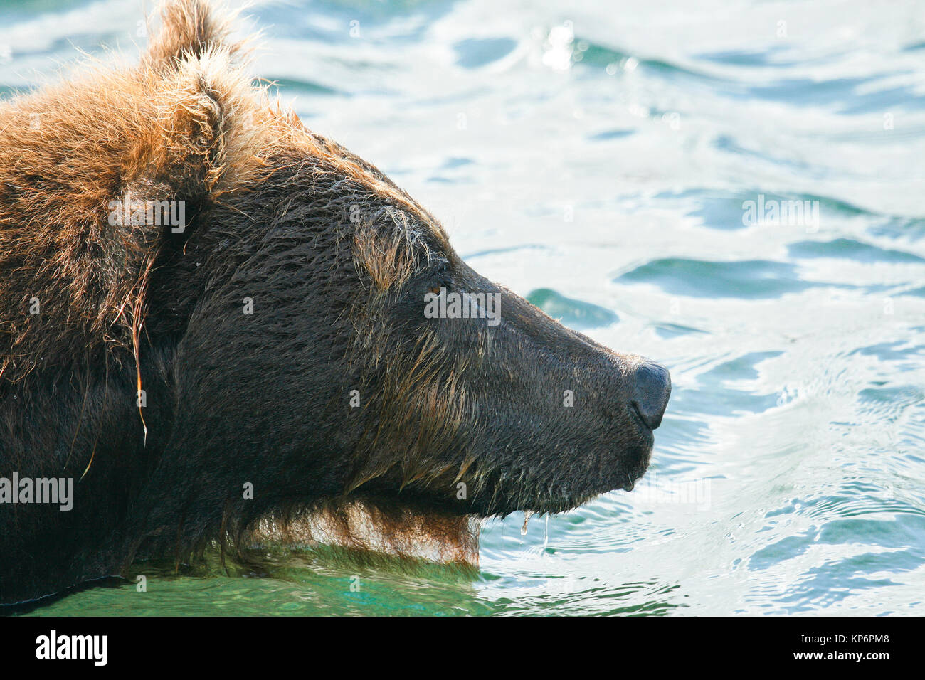 L'orso bruno (Ursus arctos) nel lago di Kurile, penisola di Kamchatka, Russia. Foto Stock