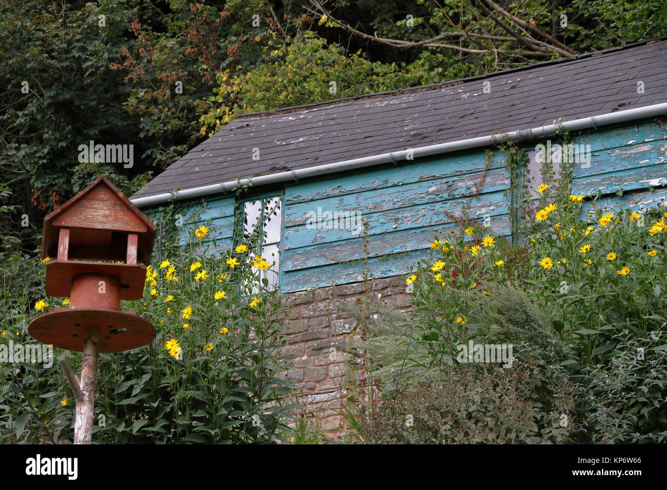 Dipinto di blu Tettoia da giardino con fatti in casa nella tabella di uccelli e di giallo margherite. Welsh Bicknor, Wales, Regno Unito. Settembre 2017. Foto Stock