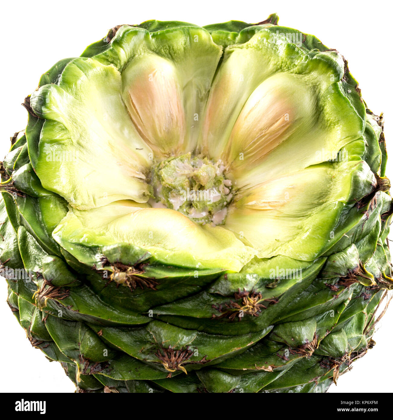 Layout concentrici dei semi attorno ad un nucleo centrale in bunya pigna. Foto Stock Layout concentrici dei semi attorno ad un nucleo centrale in bunya pigna. Foto Stock