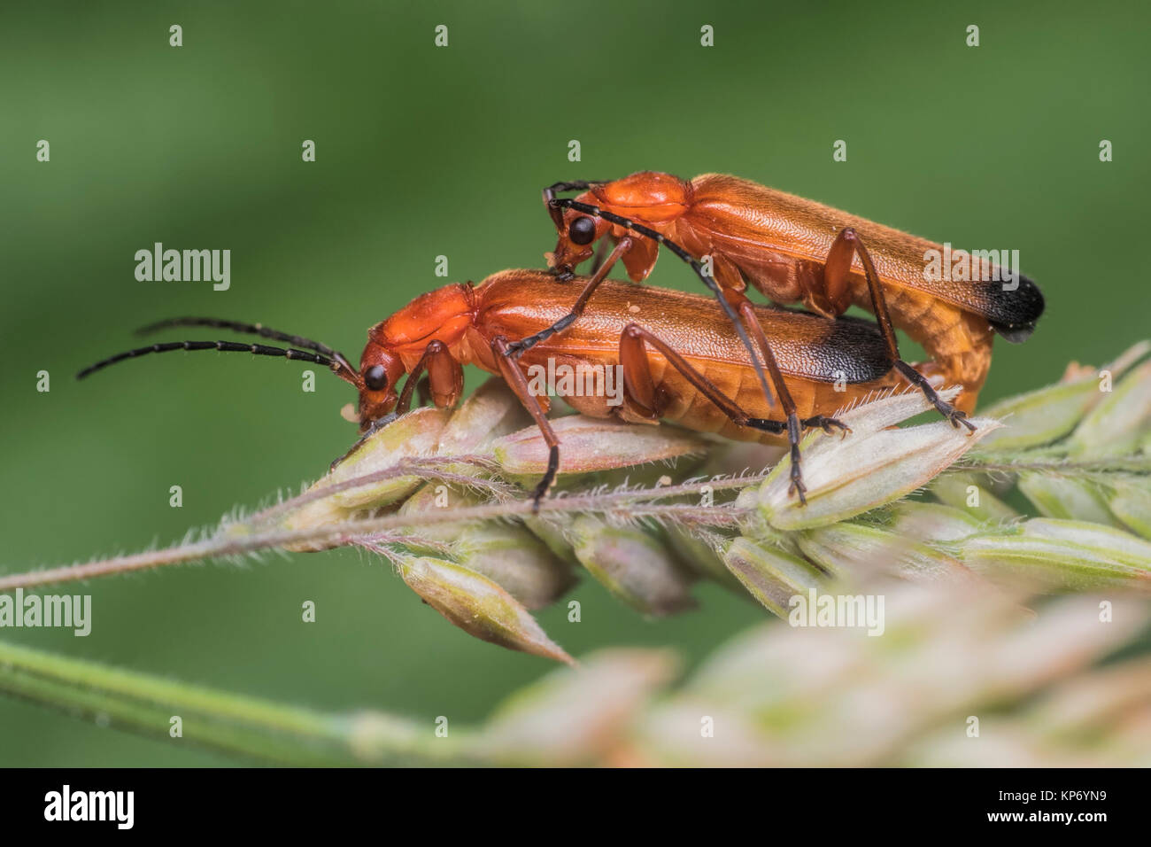 Accoppiamento rosso comune soldato coleotteri (Rhagonycha fulva) sull'erba. Cahir, Tipperary, Irlanda. Foto Stock