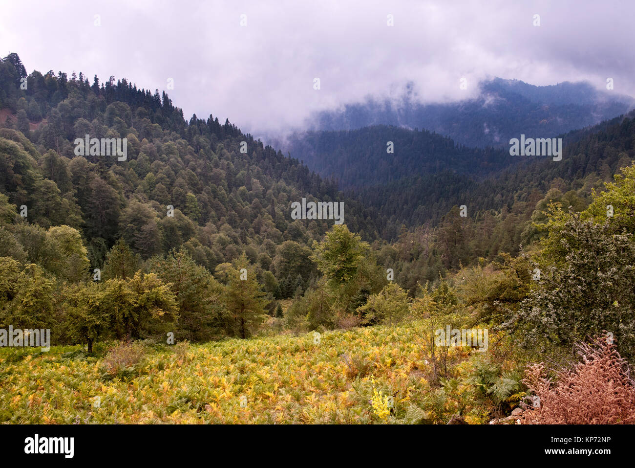 vista panoramica di una valle di montagna nebbiosa coperta da fitte foreste verdi e macchie di felci dorate, con dolci colline Foto Stock