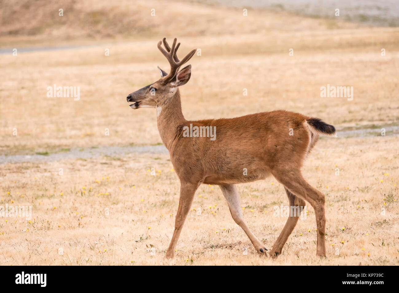Mulo maschio o nero-tailed deer in Fort Worden parco statale, Port Townsend, Washington, Stati Uniti d'America Foto Stock